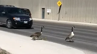 Geese family has a close call crossing a VERY busy street