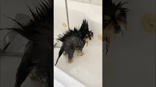 My Pomeranian Looks Like A Dinosaur In the Bath 🦖 #shorts #pomeranian