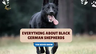 Everything About Black German Shepherds (+ Secrets) Cost, Behavior, Nature | World of Dogz