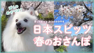 日本スピッツと春のおさんぽ🌸 - Japanese Spitz Spring Stroll