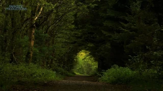 1 Hour Dawn Chorus Bird Song. County Laois, Ireland.