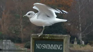 Common Gulls on the Serpentine