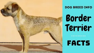 Border Terrier dog breed. All breed characteristics and facts about Border Terrier dogs
