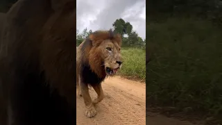 On patrol with the Ndhzenga males 🦁 #lion #ndhzengamales