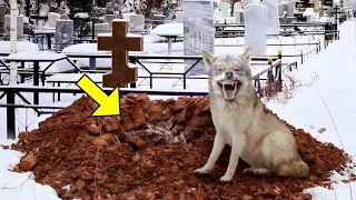 This Angry Wolf Suddenly Started Digging The Grave After The Funeral, Then They Heard...