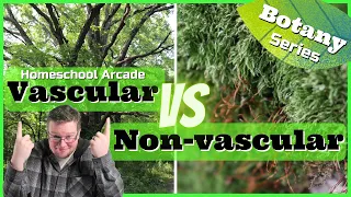 Vascular vs Non-vascular Plants | 7 Main Differences