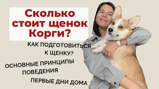 Сколько стоит Корги и как выбрать щенка Корги Прембок? Как подготовиться к щенку? Часть 1