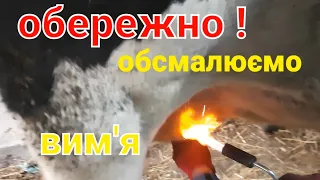 як смалимо (обпалюємо)🔥🔥 вим'я!!🐄