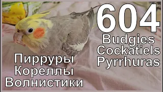 Funny Parrotszotti 604. Life of Budgies,Cockatiels and Pyrrhuras. Жизнь волнистиков, корелл и пиррур