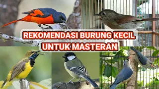 5 REKOMENDASI BURUNG KECIL KHUSUS UNTUK MASTERAN !!