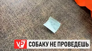 ПОД ВОЛГОГРАДОМ У ПАССАЖИРА АВТОБУСА ОБНАРУЖИЛИ НАРКОТИКИ