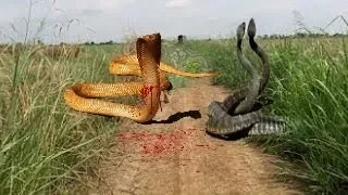 SNAKE vs SNAKE ►► Lion Buffalo Bear Puma Cougar Mountain Lion   Most Amazing Wild Animal Attacks