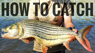 How to Catch Tigerfish in Africa (Tackle and Tequniques, everything you need to know)