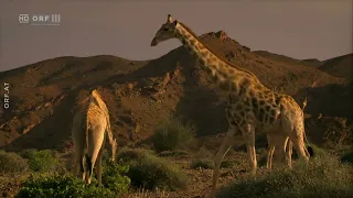 Die Wüstenlöwen der Namib - Auf den Spuren der Könige - Doku - Deutsch