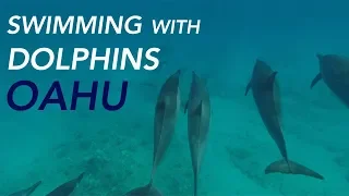 Where to swim with dolphins in Oahu | SAVE MONEY, NO TOUR | HI | Episode 12