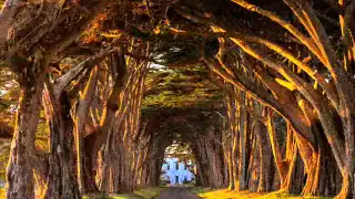 Удивительное рядом(туннели из деревьев по всему миру)