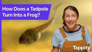 How Does A Tadpole Turn Into A Frog? | Frog Life Cycle for Kids | Ask Tappity: Science Questions