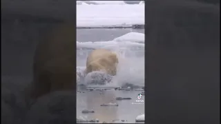 bear attack полярный медведь напал