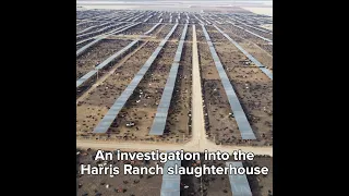 An Investigation into "Harris Beef" Exposes Throat Slitting of Fully Conscious Cows