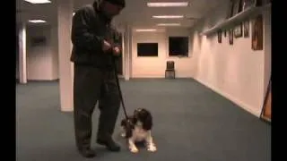 Superdog Dan Training Acadamy Video K-9 Obedience Training, in Cincinnati OH and Northern KY