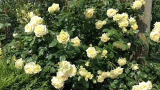 Самая романтическая роза - великолепная «Эльф»( Elfe)! 🌹Посади! Рекомендую!😍