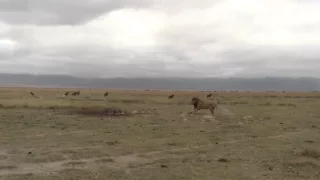 Male lion stealing food from hyenas