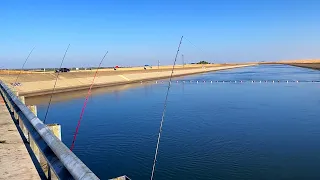 Striper Fishing the California Aqueduct with Anchrovies