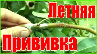 ЛЕТНЯЯ ПРИВИВКА ПОЧКОЙ / ОКУЛИРОВКА ГРУШИ