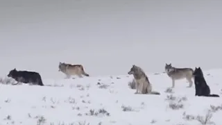 These Wolves Are Hungry for Elk | BBC Earth