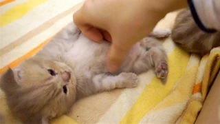 My kitten let's me touch his belly [SURI&NOEL]
