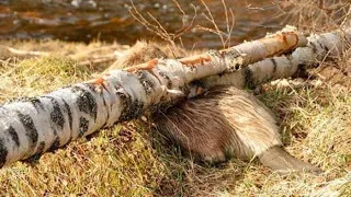 Mężczyzna postanowił pomóc bobrowi przywalonym drzewem, a co dostał w zamian?