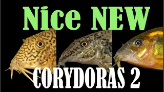 New Corydoras Guide 2 - 10 more interesting Corydoras catfish - CW160, CW198, fulleri, + more