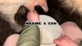 milking a cow through the eyes of a milkmaid