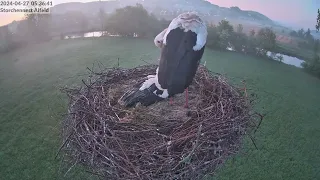 Storchennest Alfeld (Leine) - 1. Küken geschlüpft und Fütterung - 27.04.2024