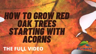 How to Grow Red Oak Trees From Planting Acorns - Full Video