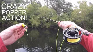 TOPWATER Fly Fishing for Bass with POPPERS!!!