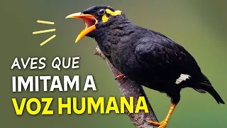 AVES que IMITAM A VOZ HUMANA! Os "pássaros falantes" mais incríveis!