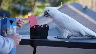 Teaching Cockatoos to STEAL from your RUBBISH BIN