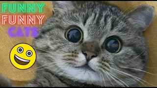 World's Funniest Cat Videos 😹 Funny Cat Video Compilation 😂Funny Cat Videos Try Not To Laugh😺Part 49