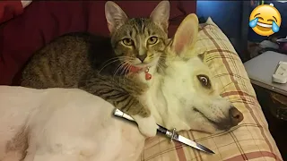 Try Not To Laugh Dogs And Cats 😁 - Best Funniest Animals Video 2023 - Part 14