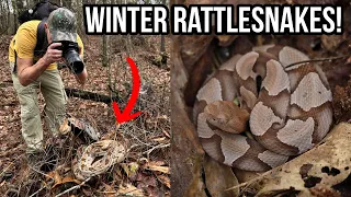 Winter Rattlesnakes, Copperheads, and Cottonmouths in Georgia! Finishing 2023 Strong!