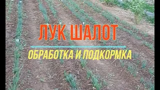 Лук шалот. Обработка  и подкормка