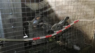 Детский сад кроликов