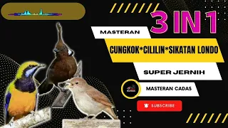 Masteran Burung Cadas 3 in 1 Cungkok, Cililin, Sikatan Londo Gacor Super Jernih