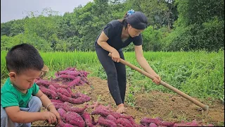 17 year old single mother living in the forest: Harvesting Sweet Potatoes-Country life || Ly Tieu Nu