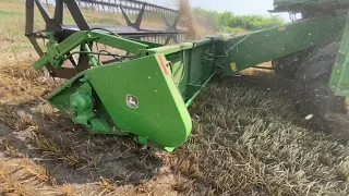 Убираем озимую пшеницу (сорт лежачий)  комбайн John Deere 9500