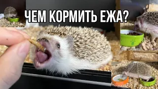 Чем кормить ежика? Рацион карликового африканского ежа