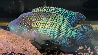 8" Blue gene/Gold Gene Jack Dempsey