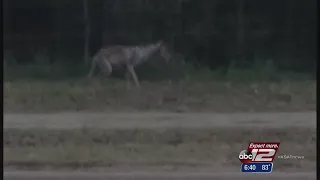 Houston man claims to have seen chupacabra