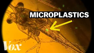 Why these plankton are eating plastic